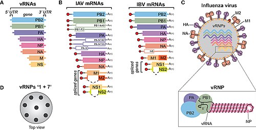 Influenza virus
